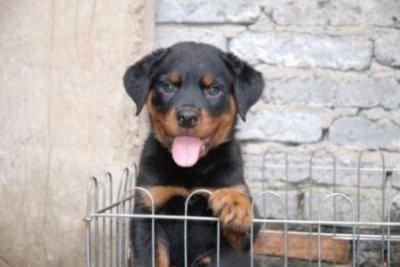 ​蓝猫和白猫可以生出蓝白吗？蓝猫和纯白会生出什么