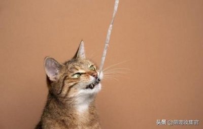 ​狗狗几个月可以吃营养膏狗狗营养膏多长时间喂一次