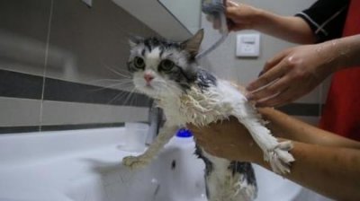 ​猫吃了驱虫药呕吐死了是什么原因？猫吃了驱虫药吐了怎么回事？