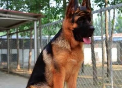 ​狗狗为什么会突然抽搐狗狗突然发抖怎么回事？