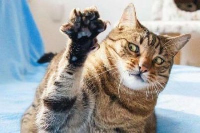 ​狗狗拉的屎有点软很臭狗狗拉软便很臭是什么原因？