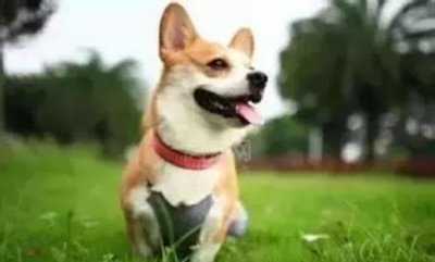 ​狗误食老鼠药有救吗？狗误食老鼠药怎么办？