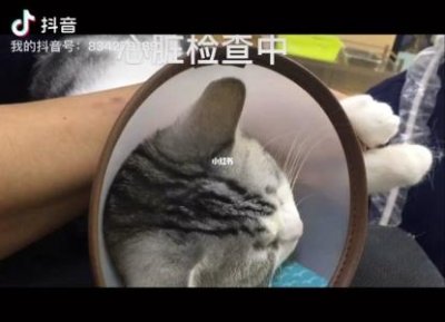 ​小狗后腿断了夹板固定狗腿夹板教程