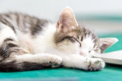 ​有没有什么方法让猫不掉毛怎么样防止猫咪脱毛