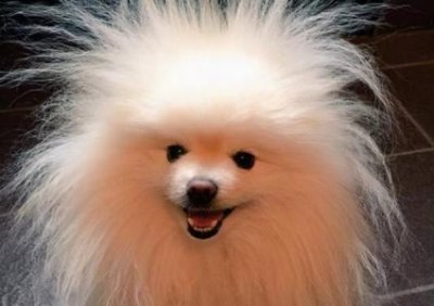 ​小猫肚子里有个硬块是便便吗？小猫肚子里有个硬块不让碰