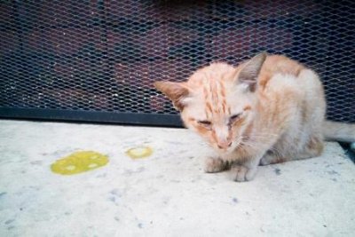 ​三个月的拉布拉多喜欢咬人怎么办？三个月的拉布拉多咬主人怎么办？