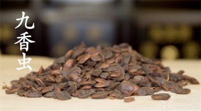 ​一种会放屁的虫子竟然能补肾阳驱胃寒，你知道它是什么吗？