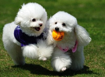 ​【法律科普】宠物狗咬伤别人，宠物狗主人应该负什么责任