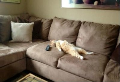 ​猫疱疹病毒 引起的猫疱疹病毒 引起的怎么医治