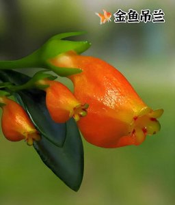 ​金鱼吊兰，能长出“鱼”的花 —— 我的植物朋友