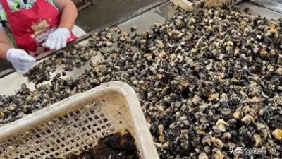 ​揭秘福寿螺冒充事件：保护餐桌安全！揭秘市场中的“伪田螺”