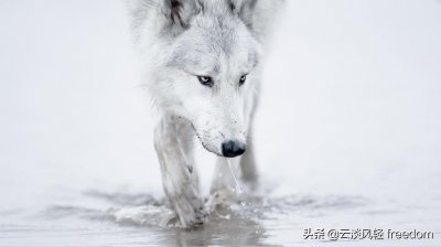 ​狼——野性