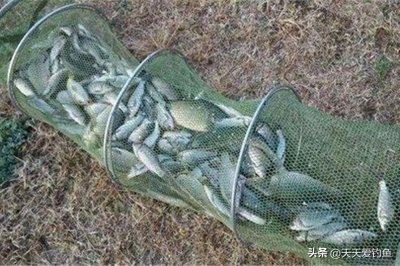 ​深秋野钓鲫鱼旺季，学会这种钓法，狂拉大板鲫