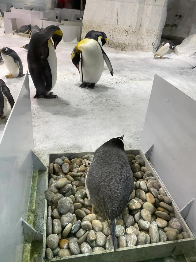 大连发现王国游玩攻略（大连圣亚海洋世界）(6)