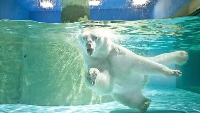 大连发现王国游玩攻略（大连圣亚海洋世界）(5)