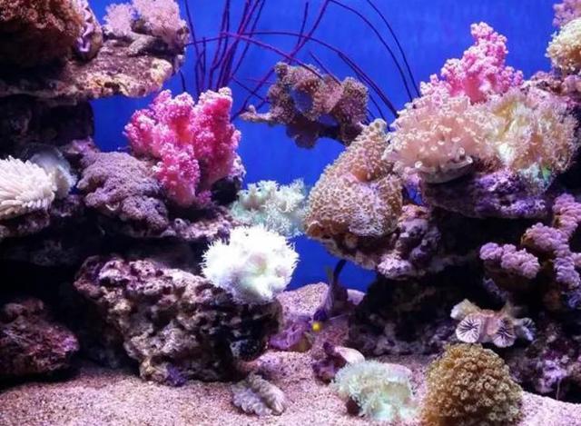 大连发现王国游玩攻略（大连圣亚海洋世界）(8)