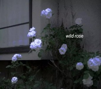 ​情侣间问的36个小问题