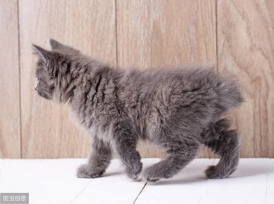 ​尾巴短到极致的猫——美国短尾猫