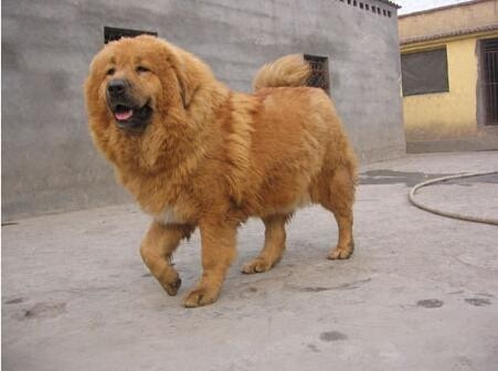 西藏牧羊犬、藏獒,傻傻的我分不清楚了