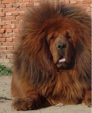 西藏牧羊犬、藏獒,傻傻的我分不清楚了