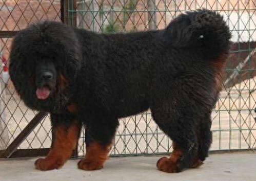 西藏牧羊犬、藏獒,傻傻的我分不清楚了