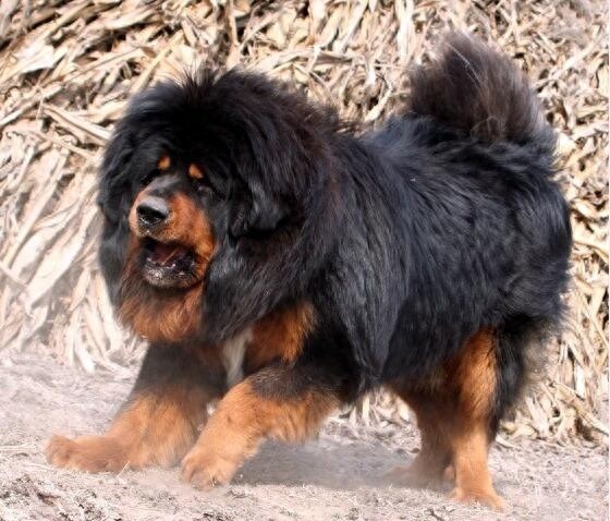 西藏牧羊犬、藏獒,傻傻的我分不清楚了