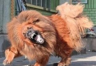 西藏牧羊犬、藏獒,傻傻的我分不清楚了