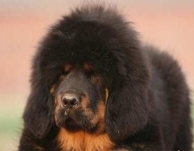 西藏牧羊犬、藏獒,傻傻的我分不清楚了