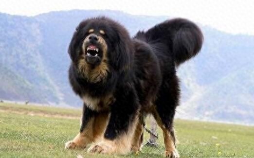 西藏牧羊犬、藏獒,傻傻的我分不清楚了