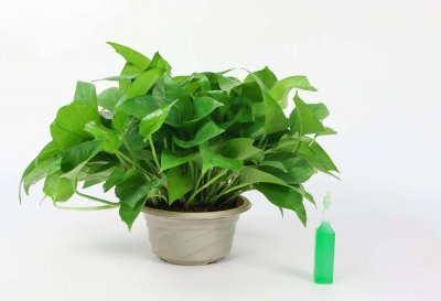 ​水培绿萝的养殖方法和注意事项