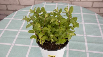 ​薄荷养殖方法和注意事项，薄荷怎么养才能爆盆