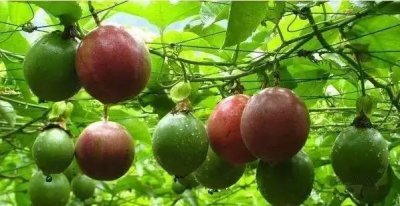 ​百香果的功效与作用 被尊为药王的百香果，独有的8大功效，夏天吃对身体最好！