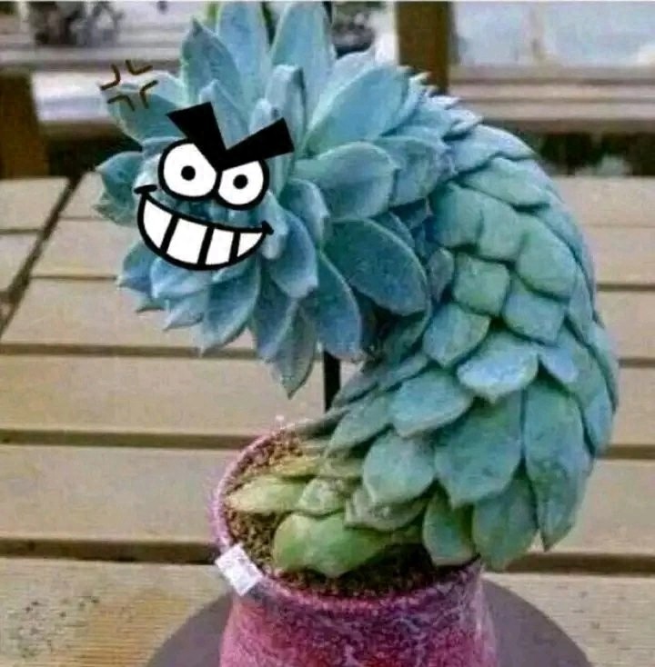 多肉中的一股清流,多肉徒长搞笑图,看完了开心笑一笑就好