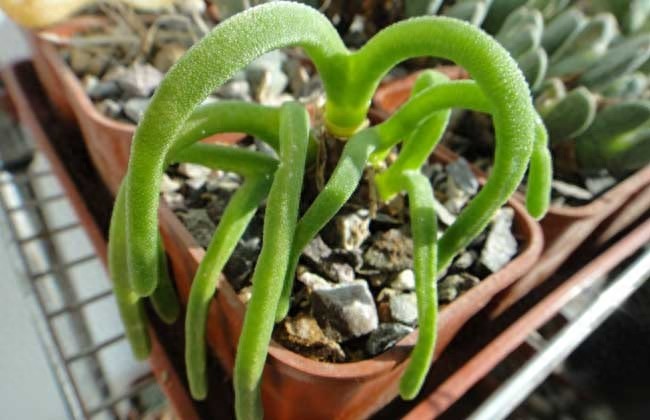 多肉中的一股清流,多肉徒长搞笑图,看完了开心笑一笑就好