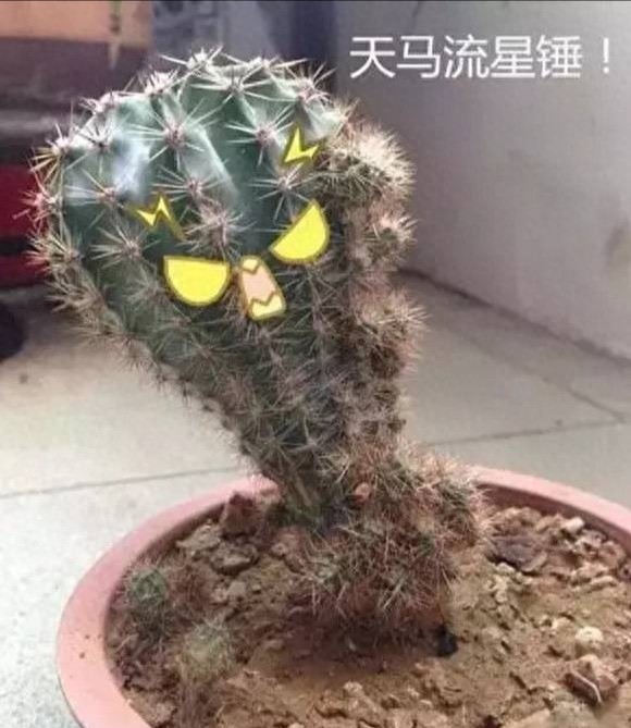 多肉中的一股清流,多肉徒长搞笑图,看完了开心笑一笑就好