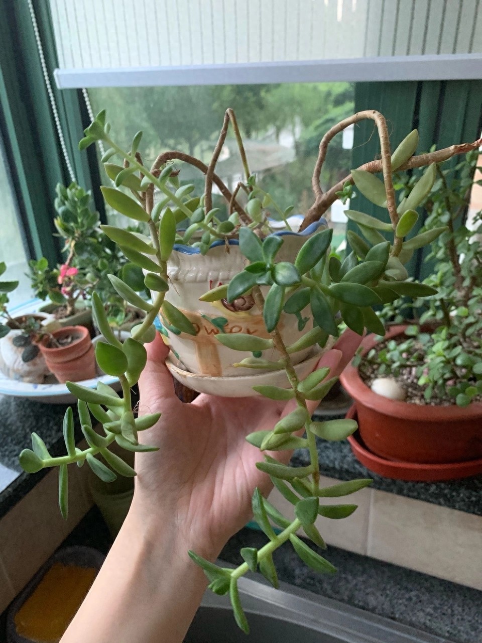 多肉中的一股清流,多肉徒长搞笑图,看完了开心笑一笑就好