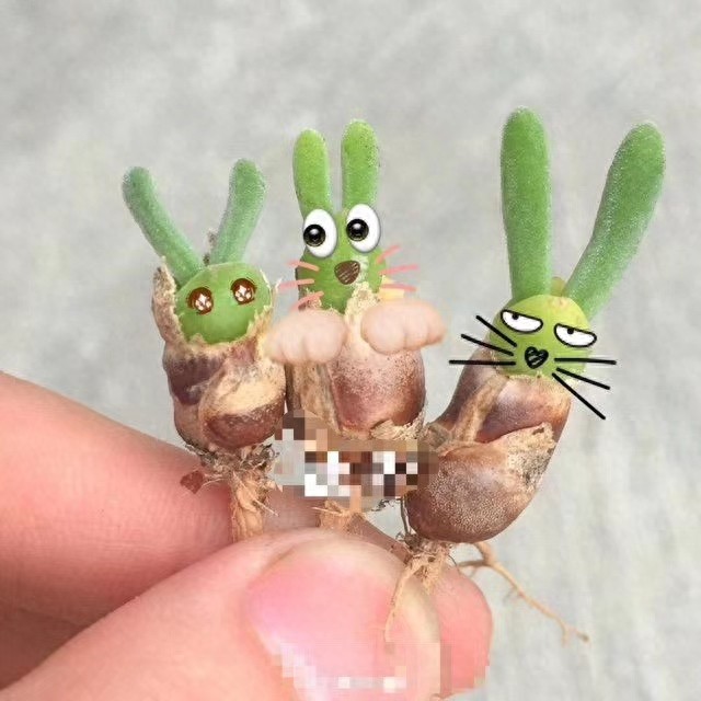 多肉中的一股清流,多肉徒长搞笑图,看完了开心笑一笑就好