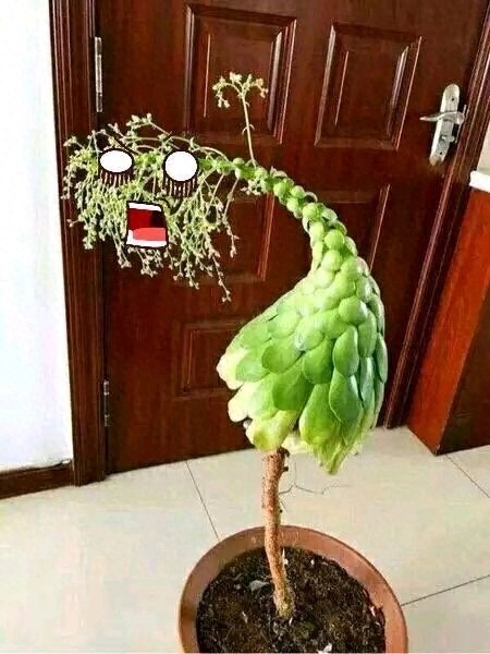 多肉中的一股清流,多肉徒长搞笑图,看完了开心笑一笑就好