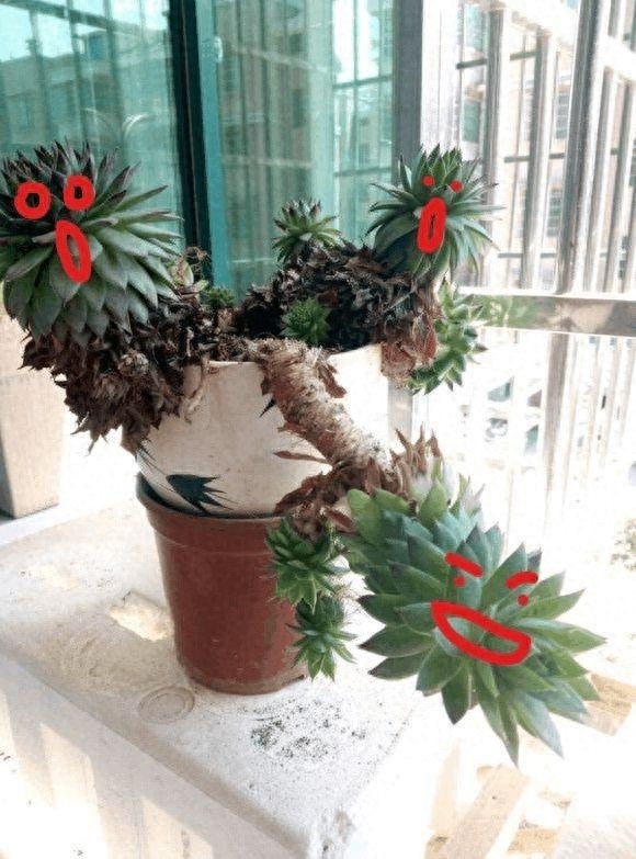 多肉中的一股清流,多肉徒长搞笑图,看完了开心笑一笑就好