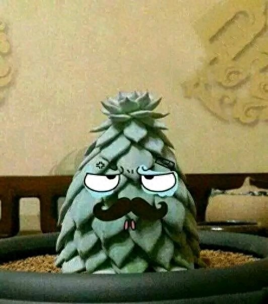 多肉中的一股清流,多肉徒长搞笑图,看完了开心笑一笑就好