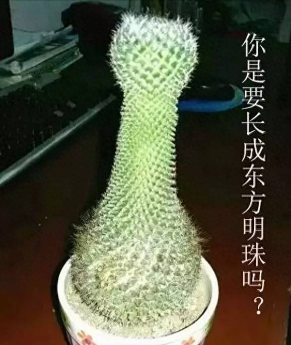 多肉中的一股清流,多肉徒长搞笑图,看完了开心笑一笑就好