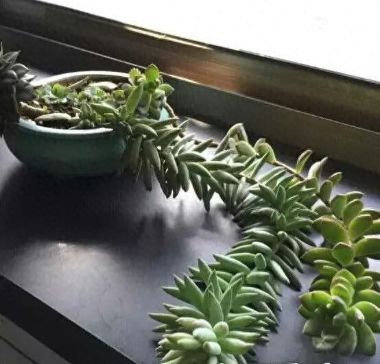 多肉中的一股清流,多肉徒长搞笑图,看完了开心笑一笑就好