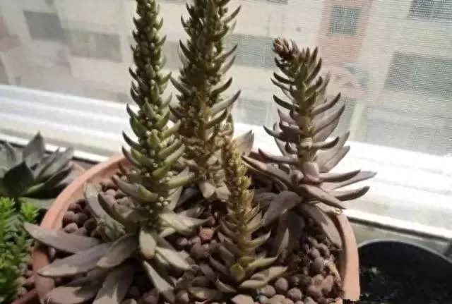 多肉中的一股清流,多肉徒长搞笑图,看完了开心笑一笑就好