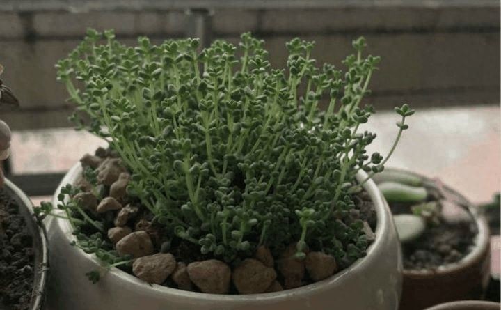 多肉中的一股清流,多肉徒长搞笑图,看完了开心笑一笑就好