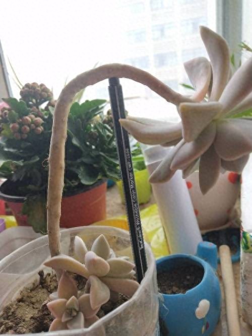 多肉中的一股清流,多肉徒长搞笑图,看完了开心笑一笑就好
