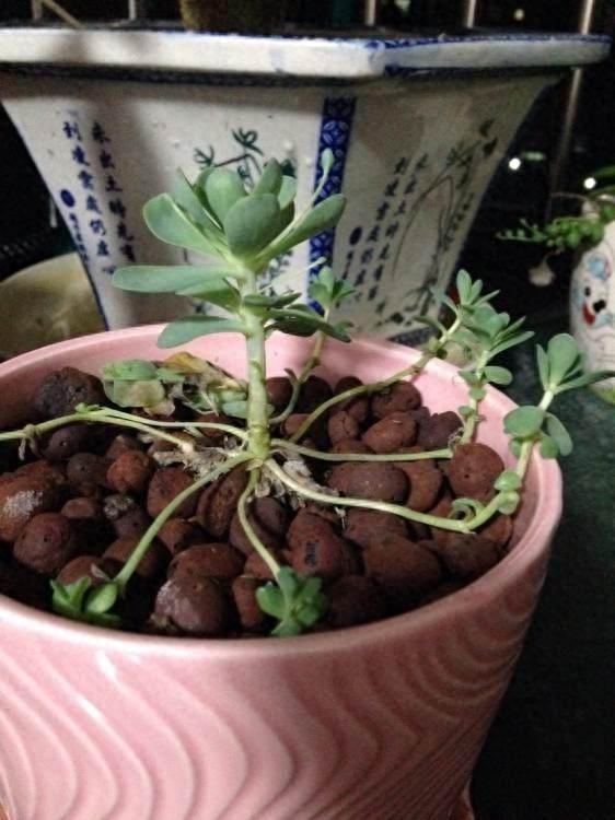 多肉中的一股清流,多肉徒长搞笑图,看完了开心笑一笑就好