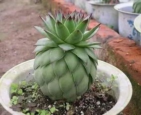 多肉中的一股清流,多肉徒长搞笑图,看完了开心笑一笑就好