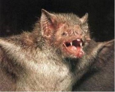 ​世界上最罕见的蝙蝠 猪脸大蝙蝠(嗜血成性)