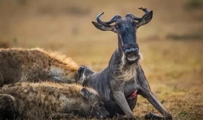​动物界20大最凶残动物盘点