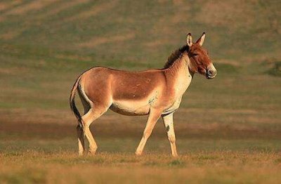 ​野生动物——野驴